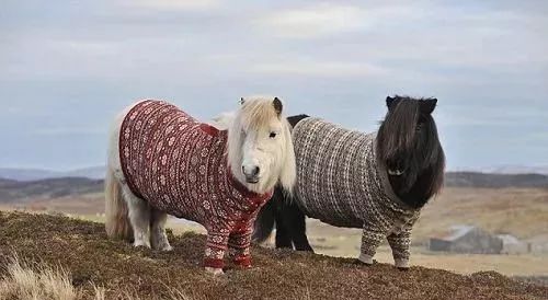 这个圣诞节，如何在合照中脱颖而出，这款减龄花纹一定适合你！