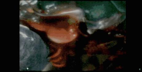 这种泡泡威力大小虾子用它来当*器武**人类用来超声清洁