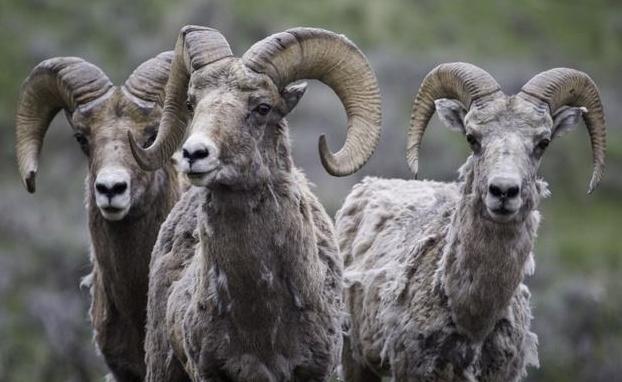 当今动物的进化,世界上100种动物的进化史