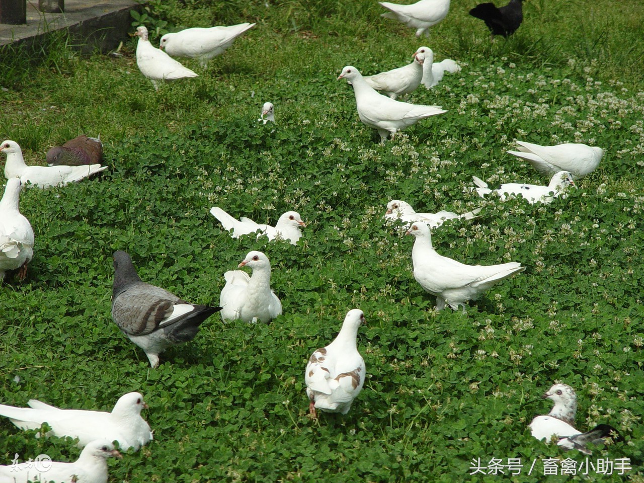 拉绿便怎么治疗最好,呕吐拉水最快的治疗方法