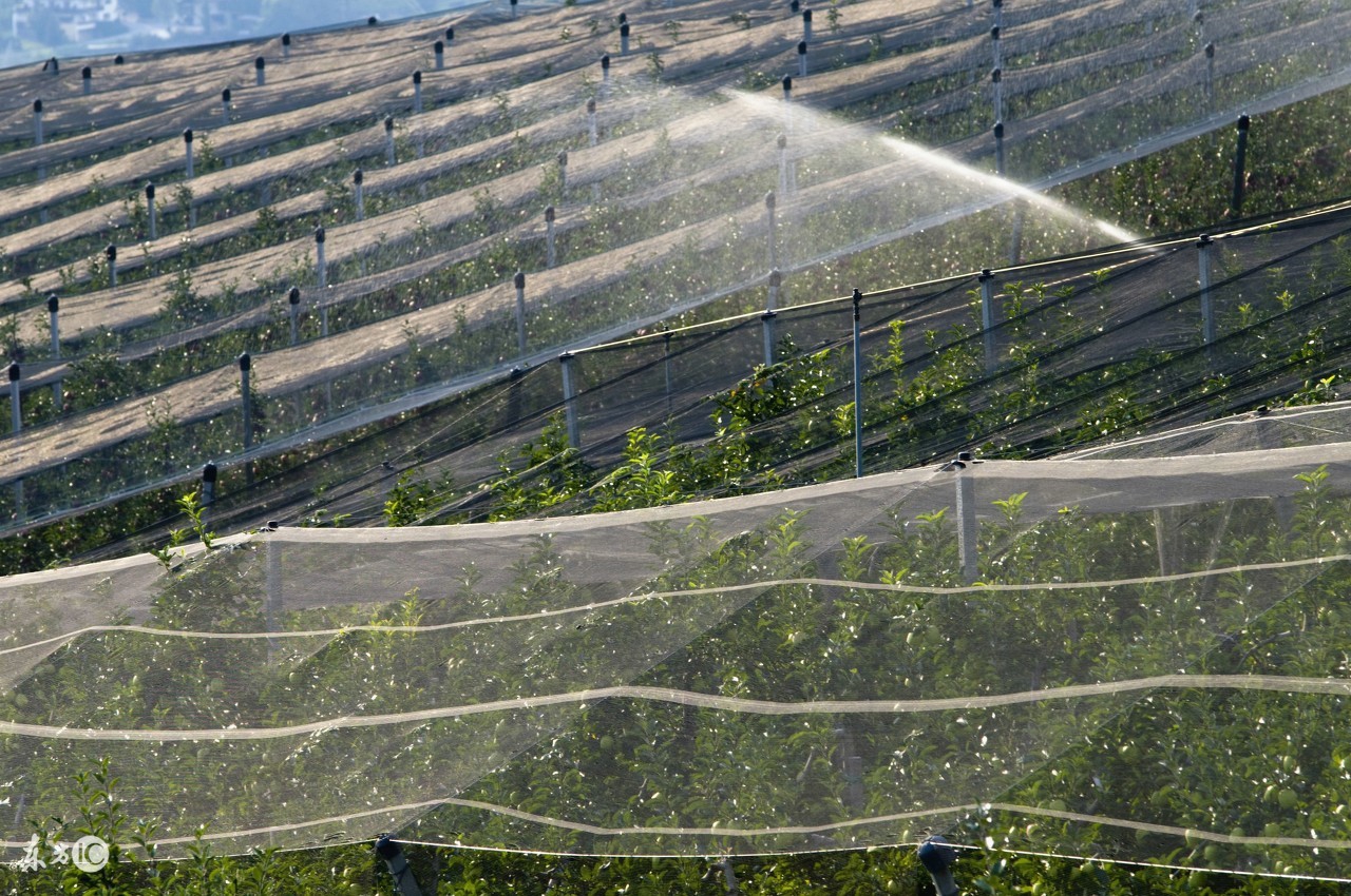 新栽的树没死但总不发芽怎么办,新栽的树苗不死不活怎么办