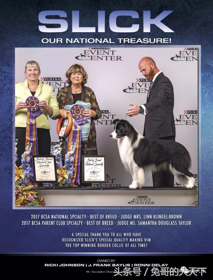 akc最受欢迎犬种排名,akc将犬种分为七个组别分别是