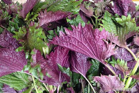 1种常见的紫色植被,竟是可解鱼蟹中毒中药