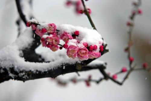 九州诗刊诗词版全集,九州诗刊诗歌版第三十期