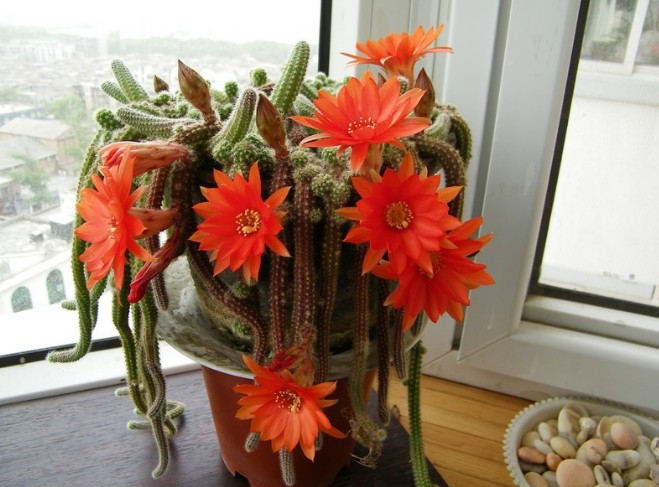 令箭荷花嫁接蟹爪兰的方法,令箭荷花扦插蟹爪兰