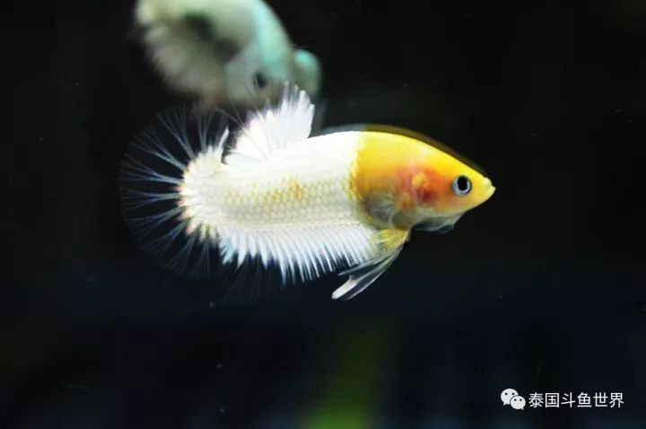 泰国斗鱼拍卖小丑鱼,泰国斗鱼拍卖最新视频