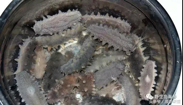 海参怎么杀掉,发干海参最好方法是什么