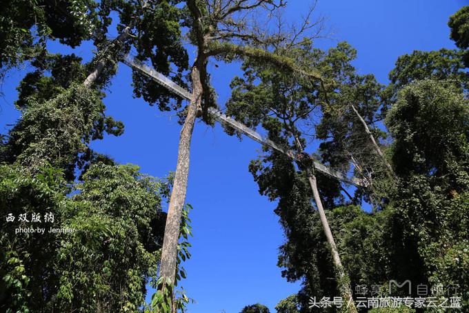 西双版纳穿越热带雨林攻略,西双版纳雨林旅游攻略