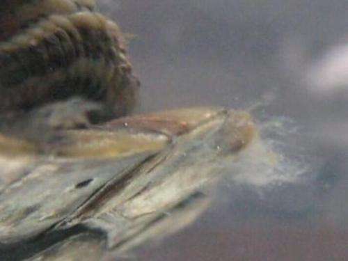 养鱼的朋友要知道的小技巧：水霉治疗方法