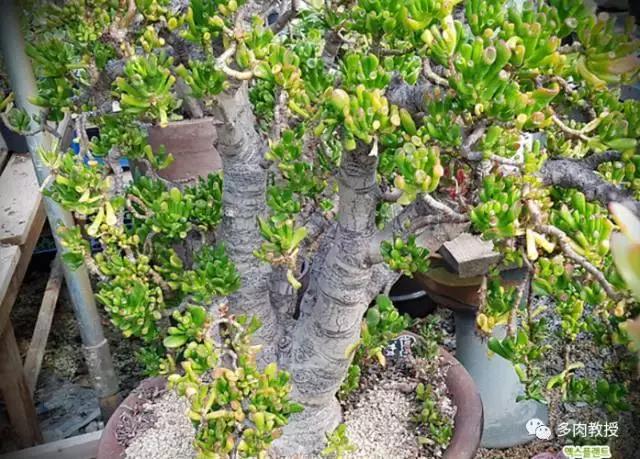 速看!韩国大棚主10大多肉镇店之宝,美呆了!