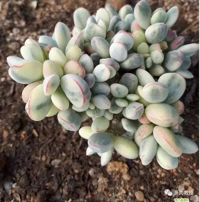 韩国大棚多肉视频,韩国原装进口多肉大棚