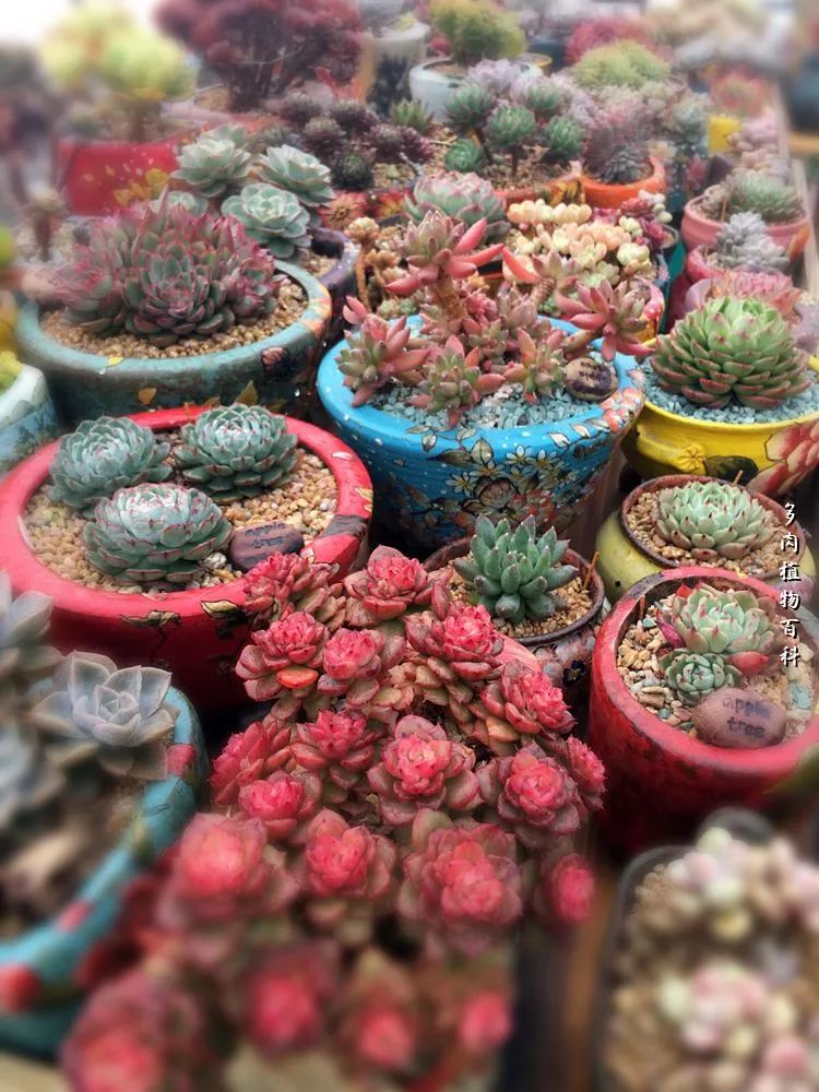 视觉盛宴美不胜收美图,视觉盛宴每个画面都美极了