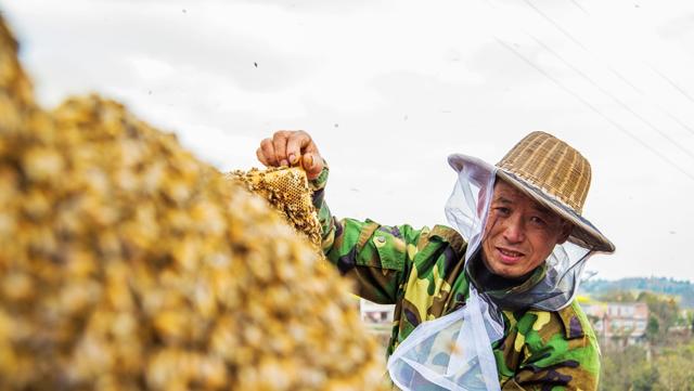 为什么超市蜂蜜那么便宜,市场上卖的蜂蜜为什么便宜