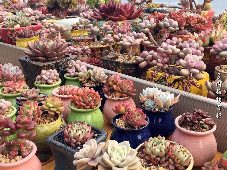 视觉盛宴美不胜收美图,视觉盛宴每个画面都美极了