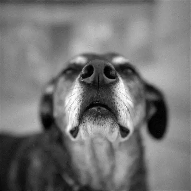 没能力的时候真的不要养狗,因为害怕失去你所以失态了