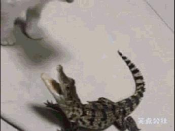 干货的品质鉴别,奢侈品包包皮质怎么看