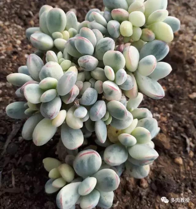 韩国大棚多肉视频,韩国原装进口多肉大棚