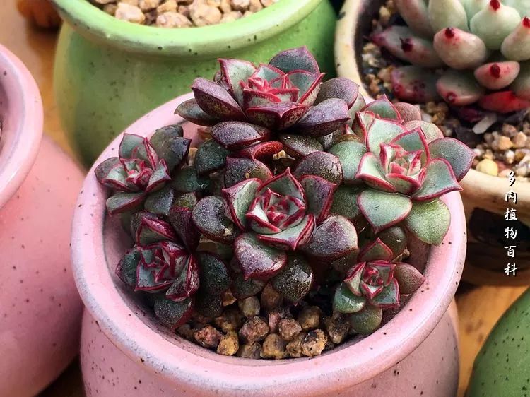 视觉盛宴美不胜收美图,视觉盛宴每个画面都美极了