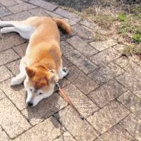 生活妙招：怎样去除狗狗身上的虱子？