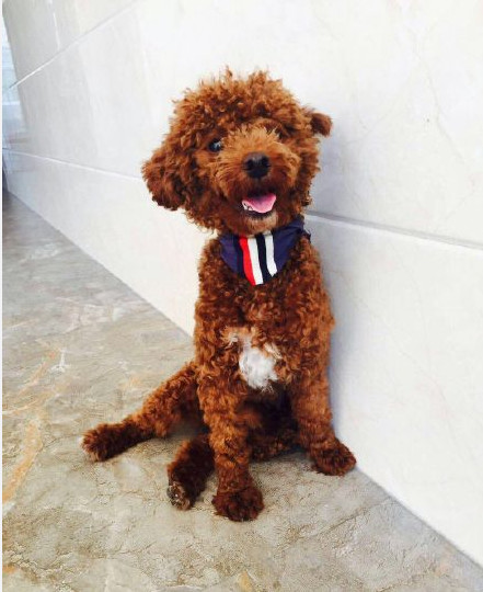 三个月比熊乱撒尿怎么办,3个月比熊到处拉屎