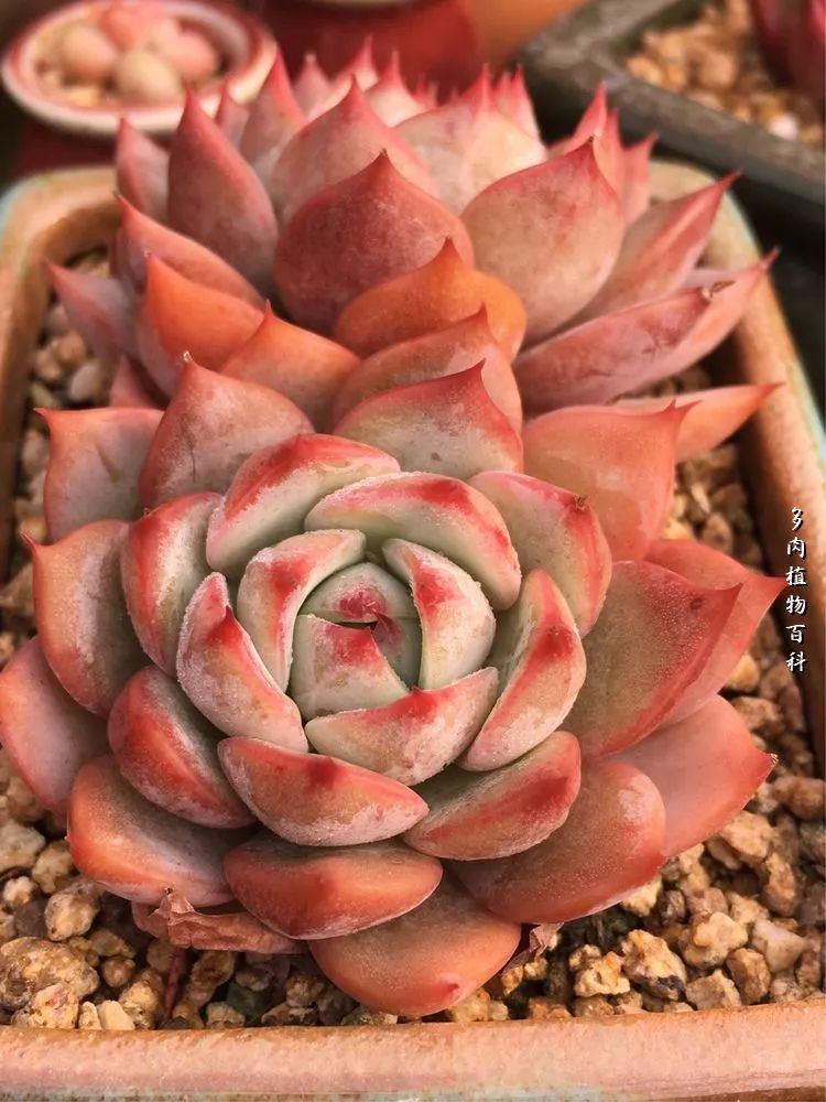 视觉盛宴美不胜收美图,视觉盛宴每个画面都美极了