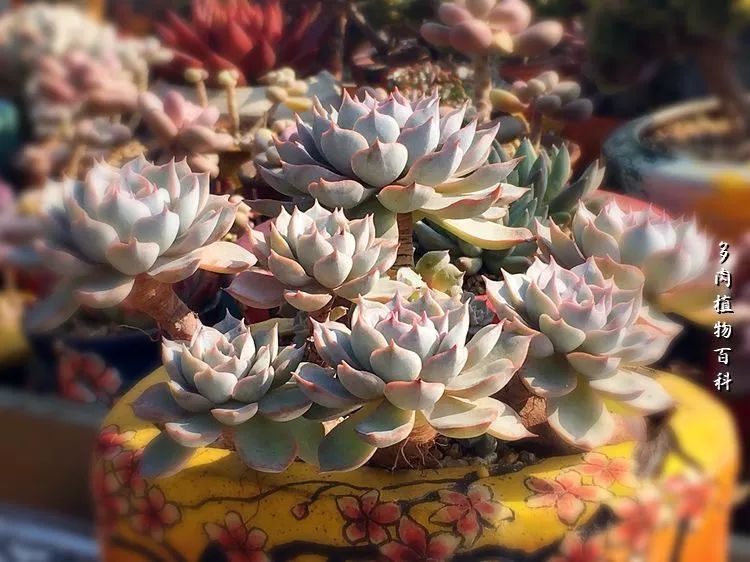 视觉盛宴美不胜收美图,视觉盛宴每个画面都美极了