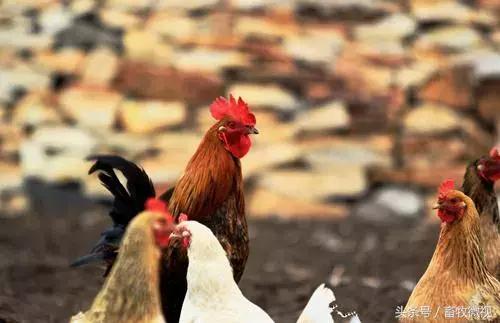 10平方养鸡的发酵床需多少斤稻壳,建400平米养鸡发酵床需要多少钱