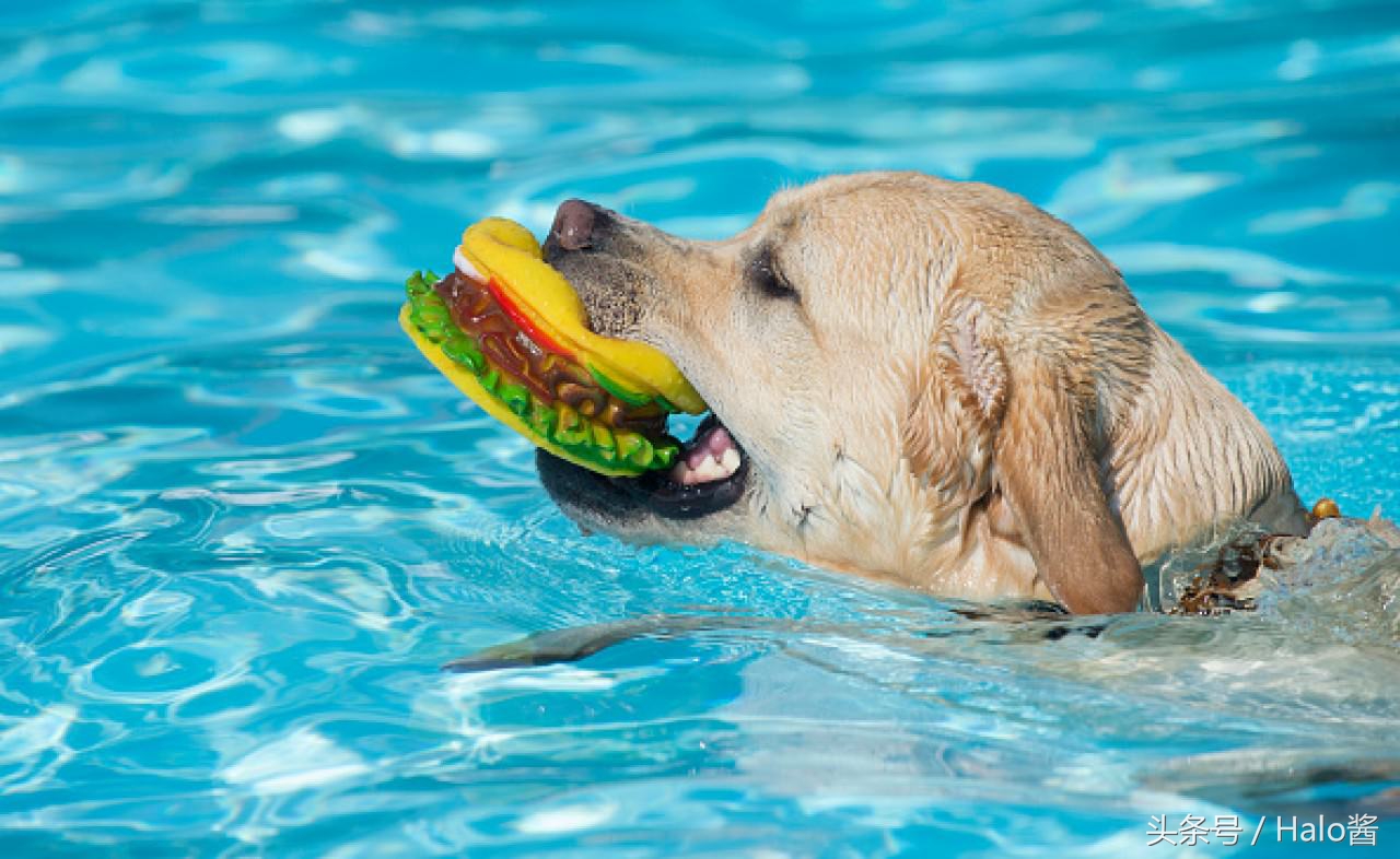 降低拆家几率！正确使用玩具可更正狗狗陋习，主人勿忘重要性