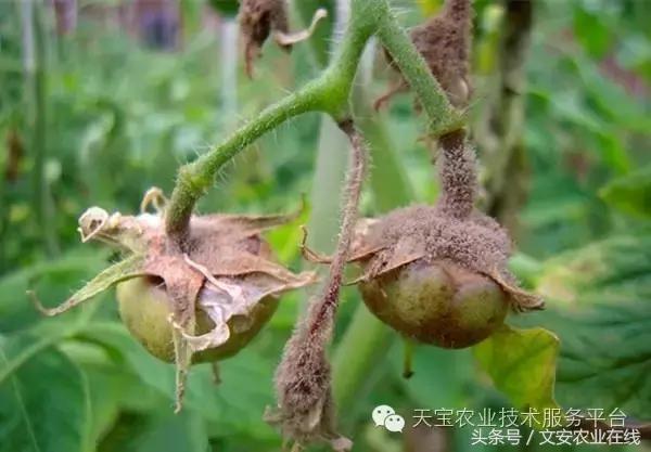 草莓灰霉病图谱及防治,黄皮果灰霉病图谱