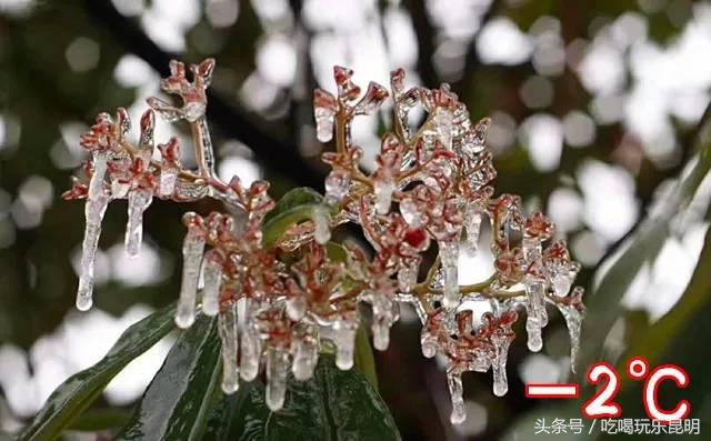 这两天德宏拽伤了，和全世界对话都是：我20度！