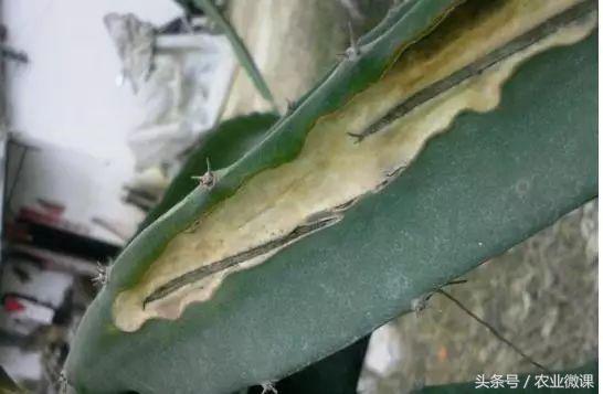 蚂蚁防治的有效方法,如何防治蚂蚁虫害的方法