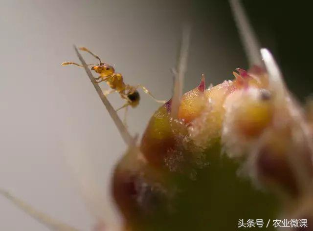 蚂蚁防治的有效方法,如何防治蚂蚁虫害的方法