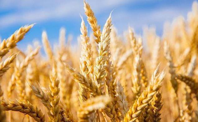 卢氏盛产什么食物,卢氏最好吃的食物