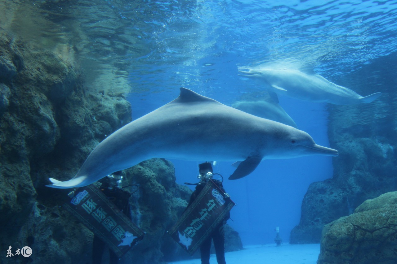 摄影师拍照片怎么挣钱,专业摄影师如何拍摄图片