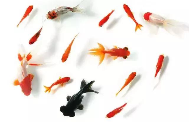 你不知道的酒店经营模式,你不知道的酒店餐厅冷知识