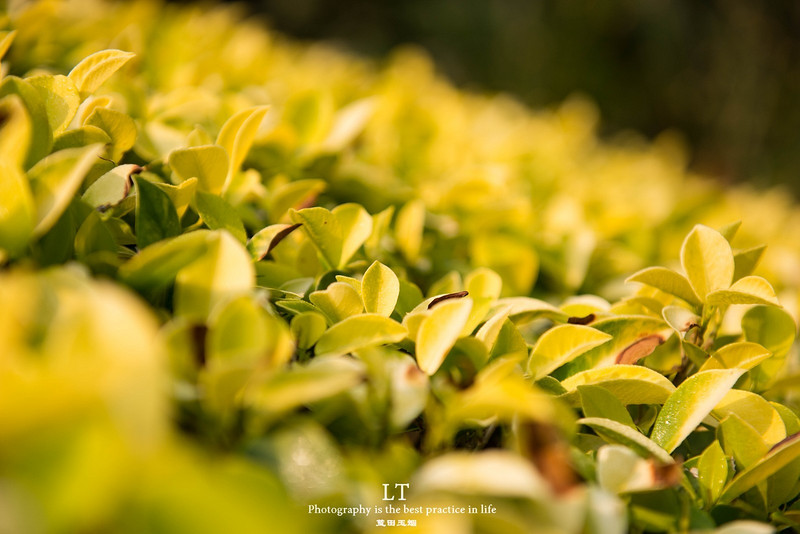 这里铁树开花是家常便饭，还有穿白色V领服的贪吃黑熊