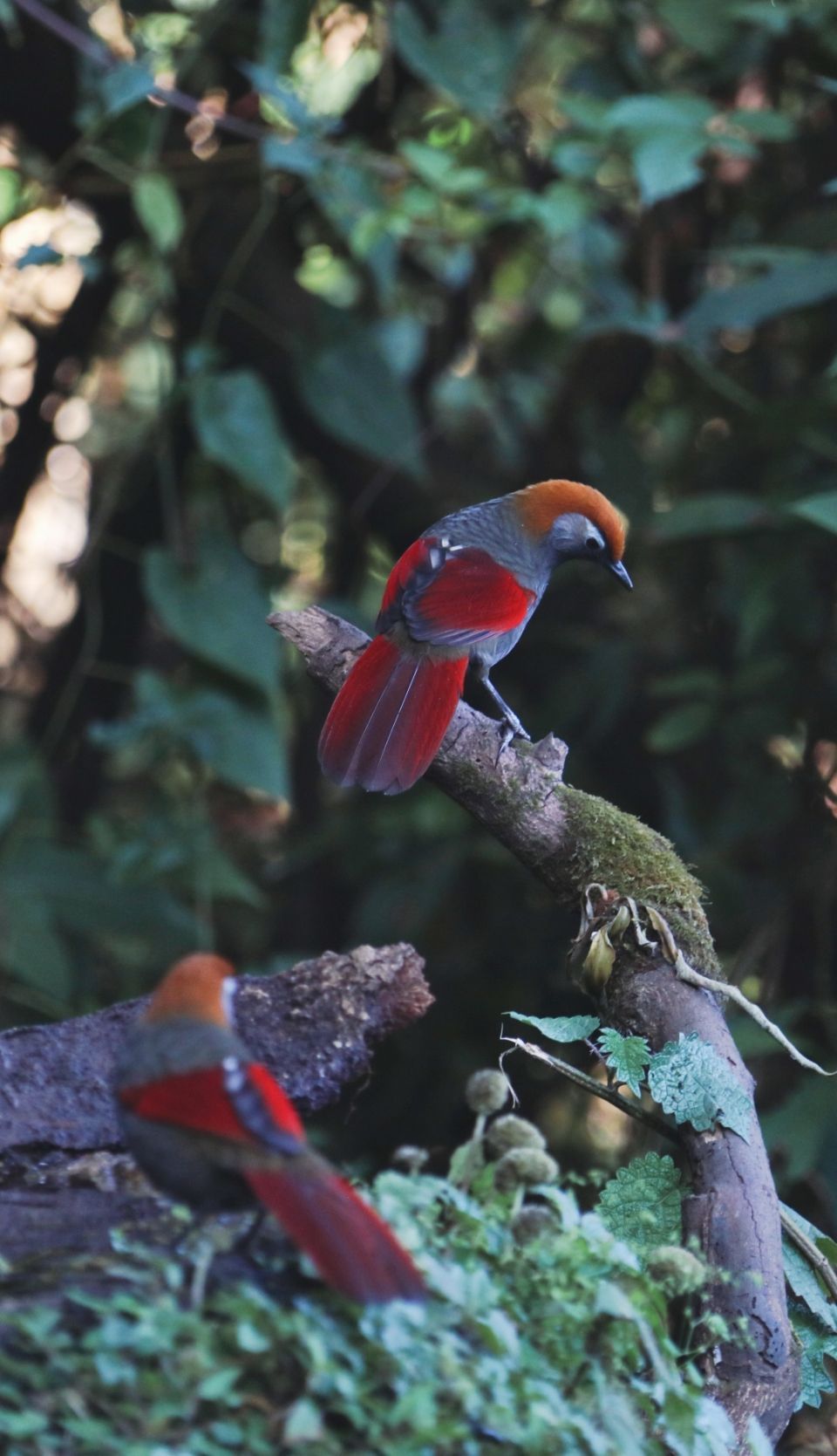 去云南适合买什么茶,云南最有名的咖啡在哪里