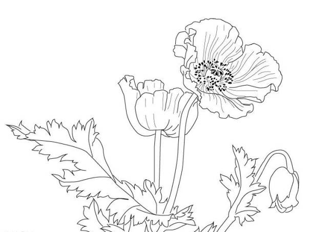 白描花卉技法基础入门,白描花卉简单入门