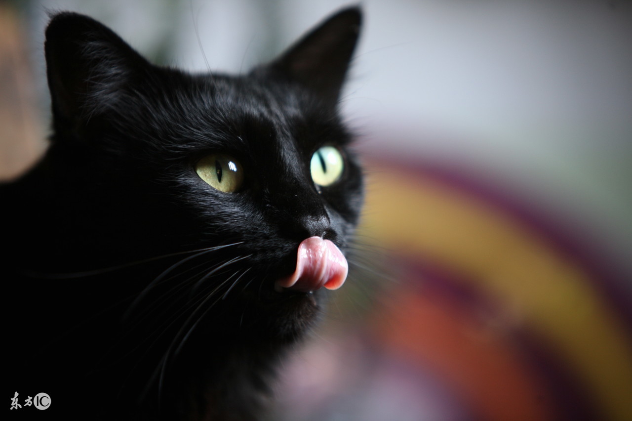 猫咪舔你的意思,我猜你可能不知道