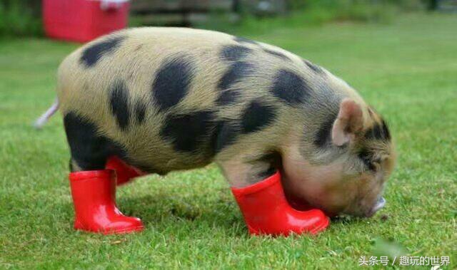 心跳加速睡不着了,心跳加速睡不着呕吐