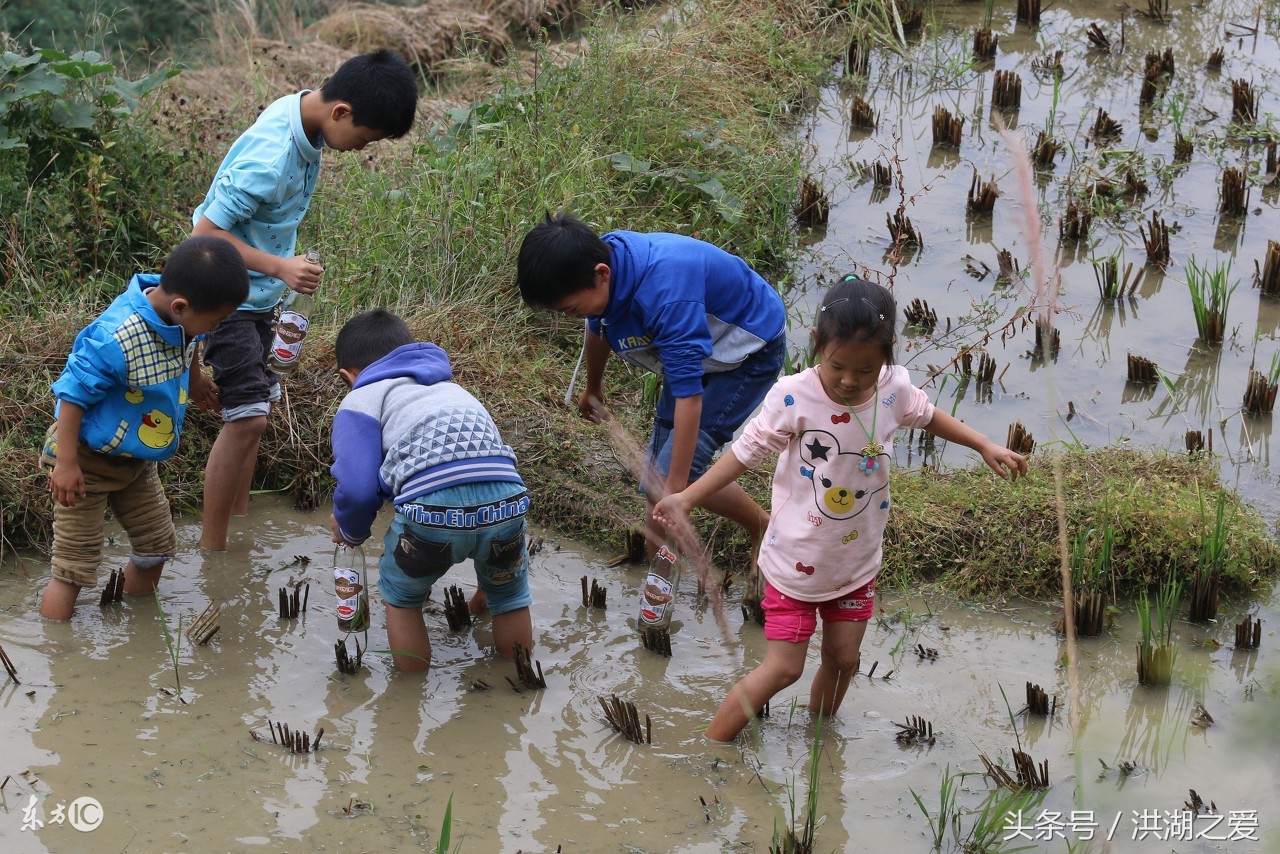 所有抓捕泥鳅的方法图片,泥鳅怎么抓捕