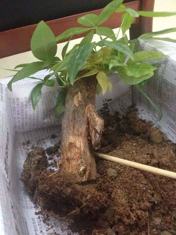 发财树死了怎么救活,快死的发财树如何救活