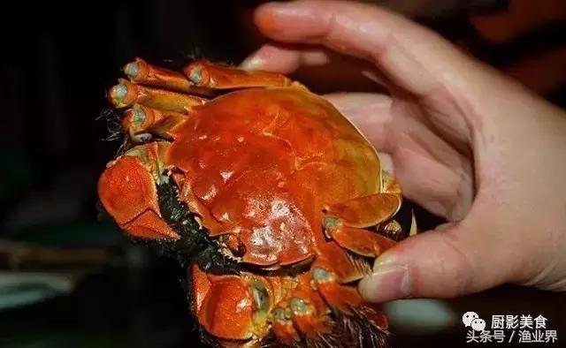中国的螃蟹,螃蟹大赏的图片