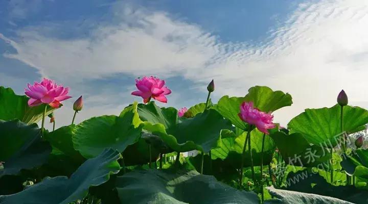 真相了！外地人和永川人谈恋爱会是这样的结局！