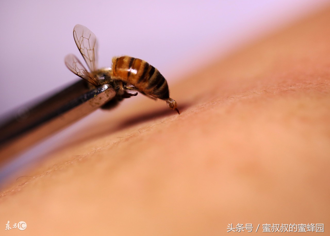 养蜂基础知识视频,养蜂实用技术200问