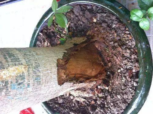 发财树缺水树叶掉光还能拯救吗,发财树死了该怎么救活