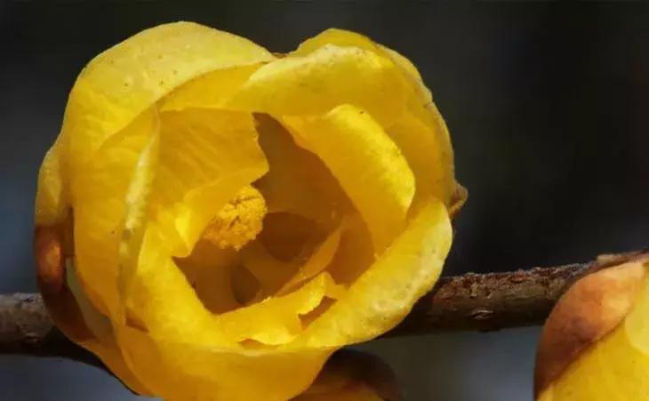 日本梅花品种和中国梅花区别,梅花十大稀有品种哪种梅花最珍贵