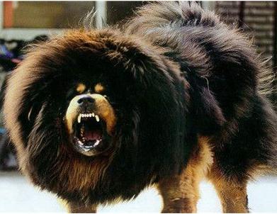 犬种百科之中亚牧羊犬,犬种百科之博美犬