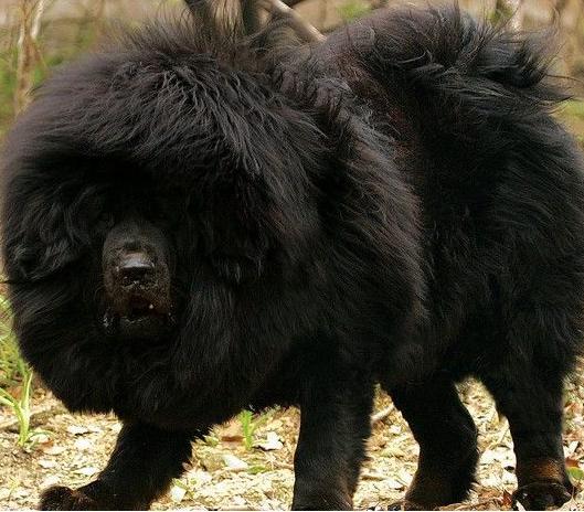 犬种百科之中亚牧羊犬,犬种百科之博美犬