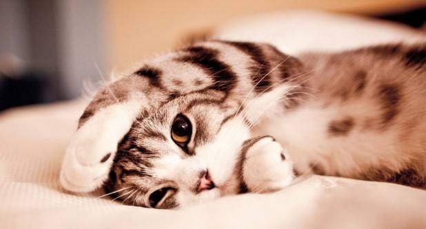 上班族养什么小宠物又便宜又好养,上班族养什么宠物又便宜又好养